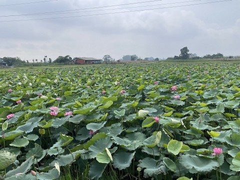 nong thon moi gan voi ban sac nong nghiep tai xa xuan giang