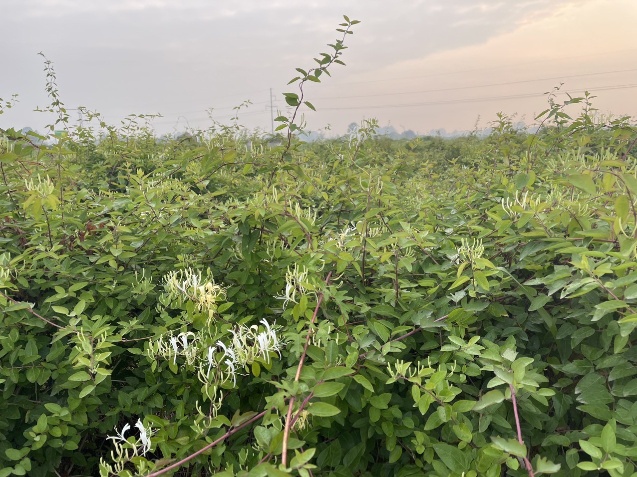 Nông thôn mới gắn với bản sắc nông nghiệp tại xã Xuân Giang