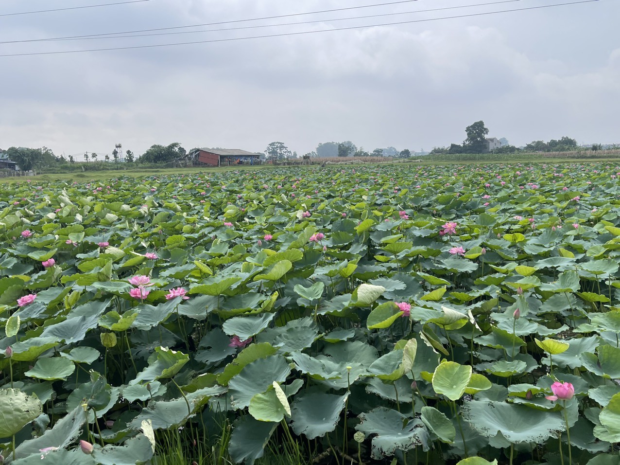 Nông thôn mới gắn với bản sắc nông nghiệp tại xã Xuân Giang