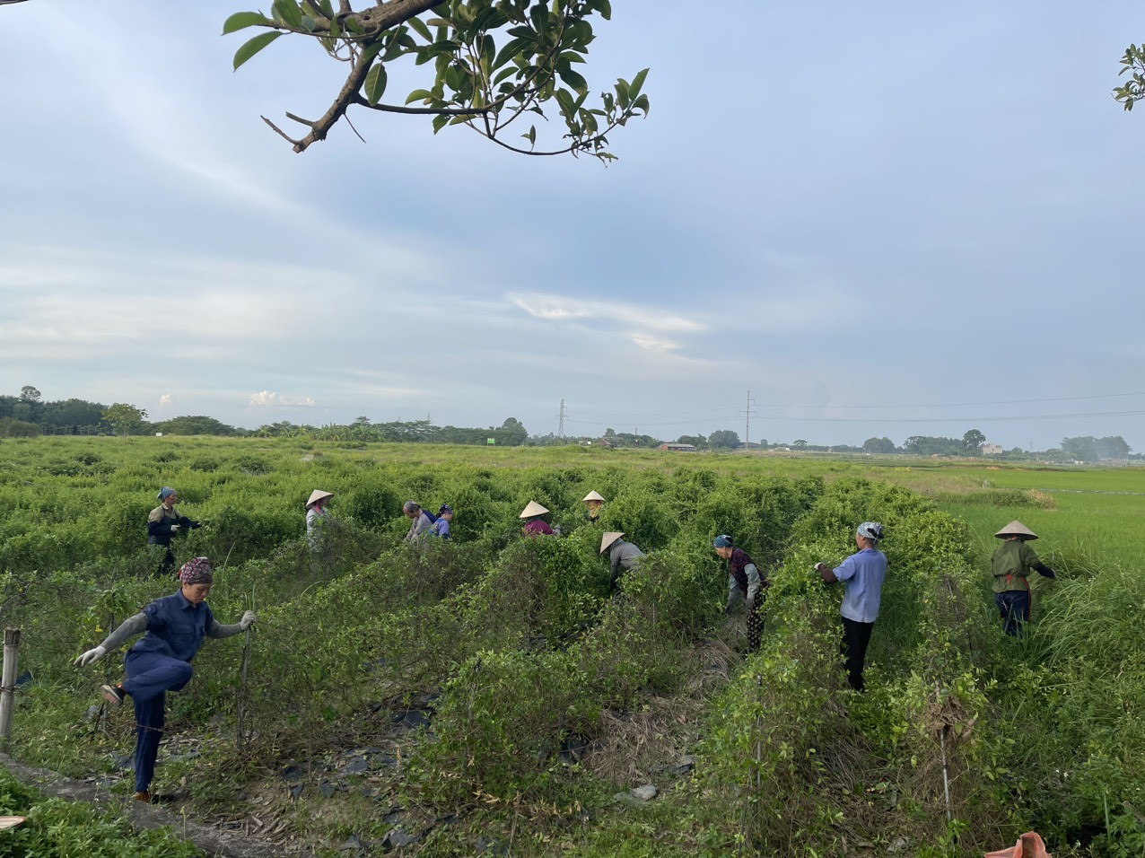 Nông thôn mới gắn với bản sắc nông nghiệp tại xã Xuân Giang