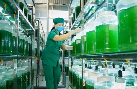 Vận động và hỗ trợ phụ nữ tham gia xây dựng sản phẩm OCOP