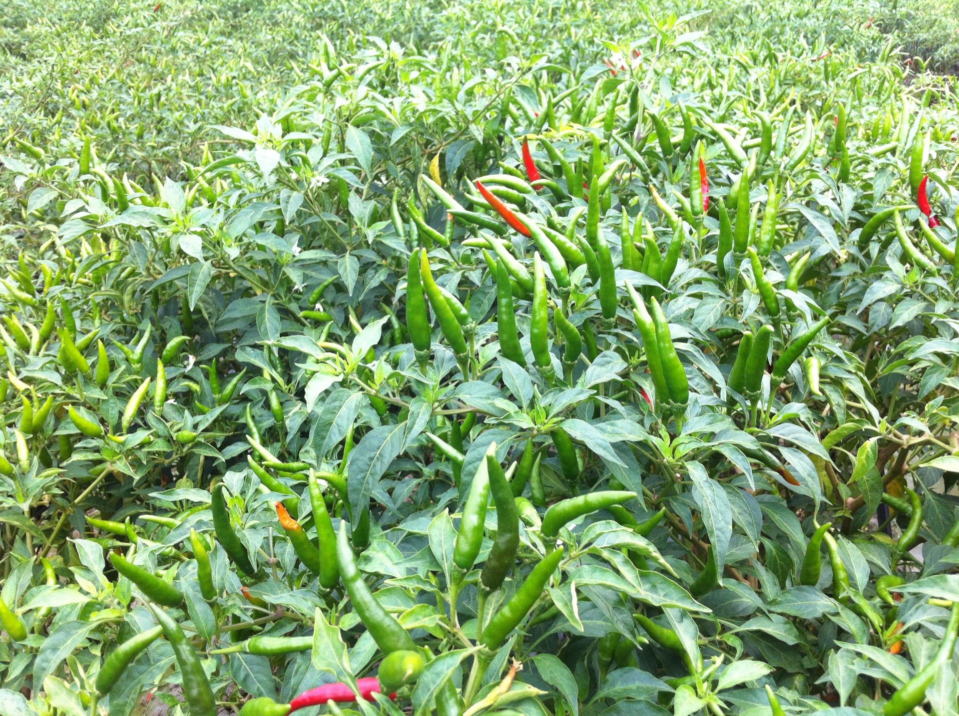 Thanh niên tìm hướng phát triển kinh tế ngay tại quê hương