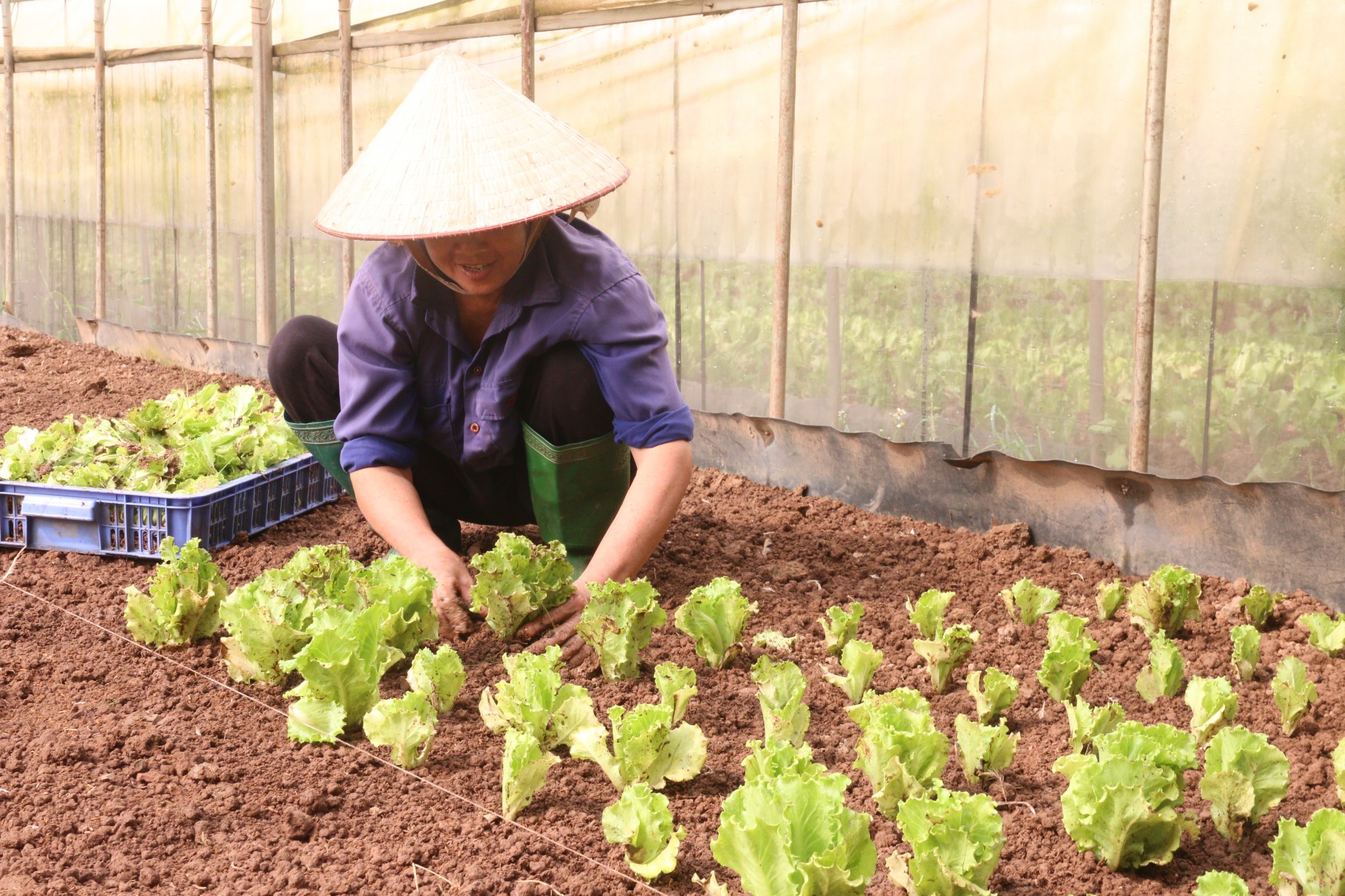 Được thành lập từ năm 2017 đến nay, HTX của bà Cuối trồng rất nhiều loại rau khác nhau như su hào, súp lơ, cà chua, bông hẹ… Hiện, đầu ra của HTX Cuối Quý là 16 trường mẫu giáo trong huyện Đan Phượng, chuỗi cửa hàng thực phẩm sạch của Bác Tôm, 6 chợ đầu mối trong vùng, mỗi ngày xuất 1,5-2 tạ rau củ, quả các loại…