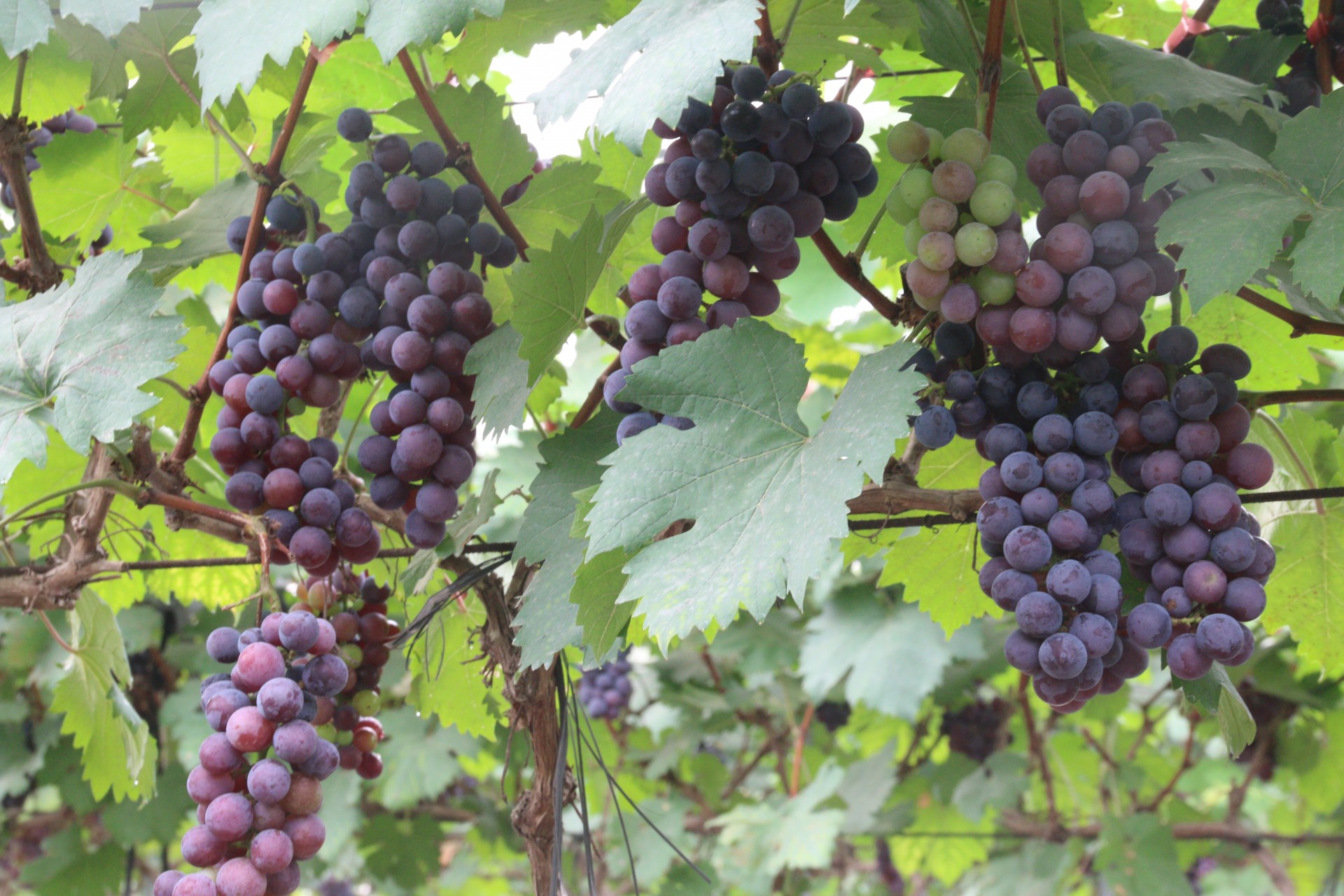 Nho Hạ đen Cuối quý 