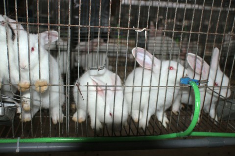 Ứng dụng công nghệ cao trong nông nghiệp mang lại hiệu quả kinh tế vượt trội