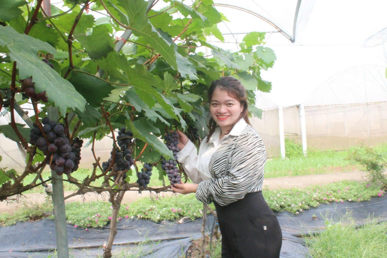 Chiêm ngưỡng, trải nghiệm vườn nho hạ đen