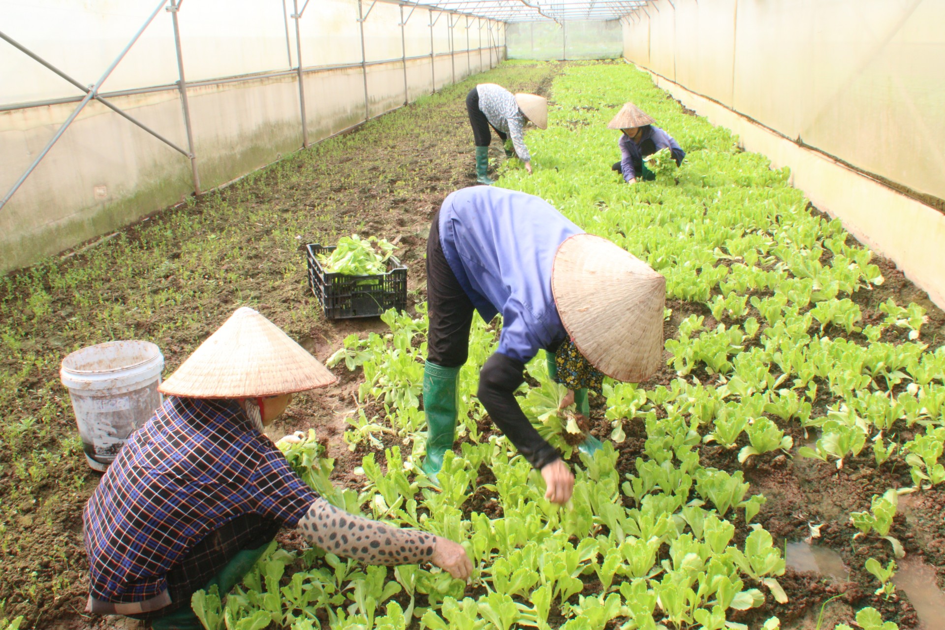 Đan Phượng: Phát triển kinh tế tập thể có chiều sâu hiệu quả bền vững