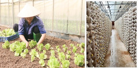 Đan Phượng: đẩy mạnh sản xuất nông nghiệp ứng dụng công nghệ cao