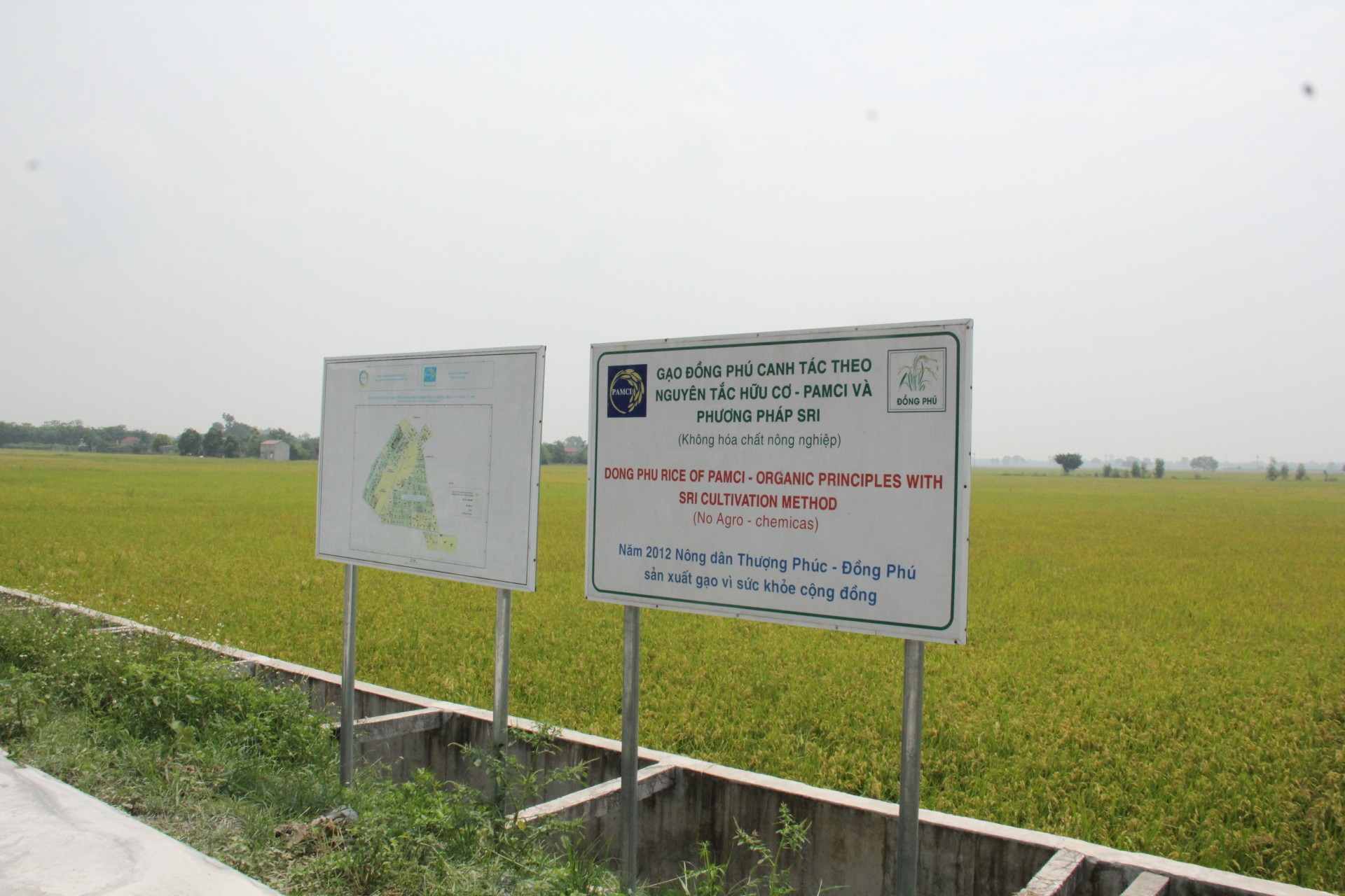 Lúa hữu cơ Chương Mỹ 