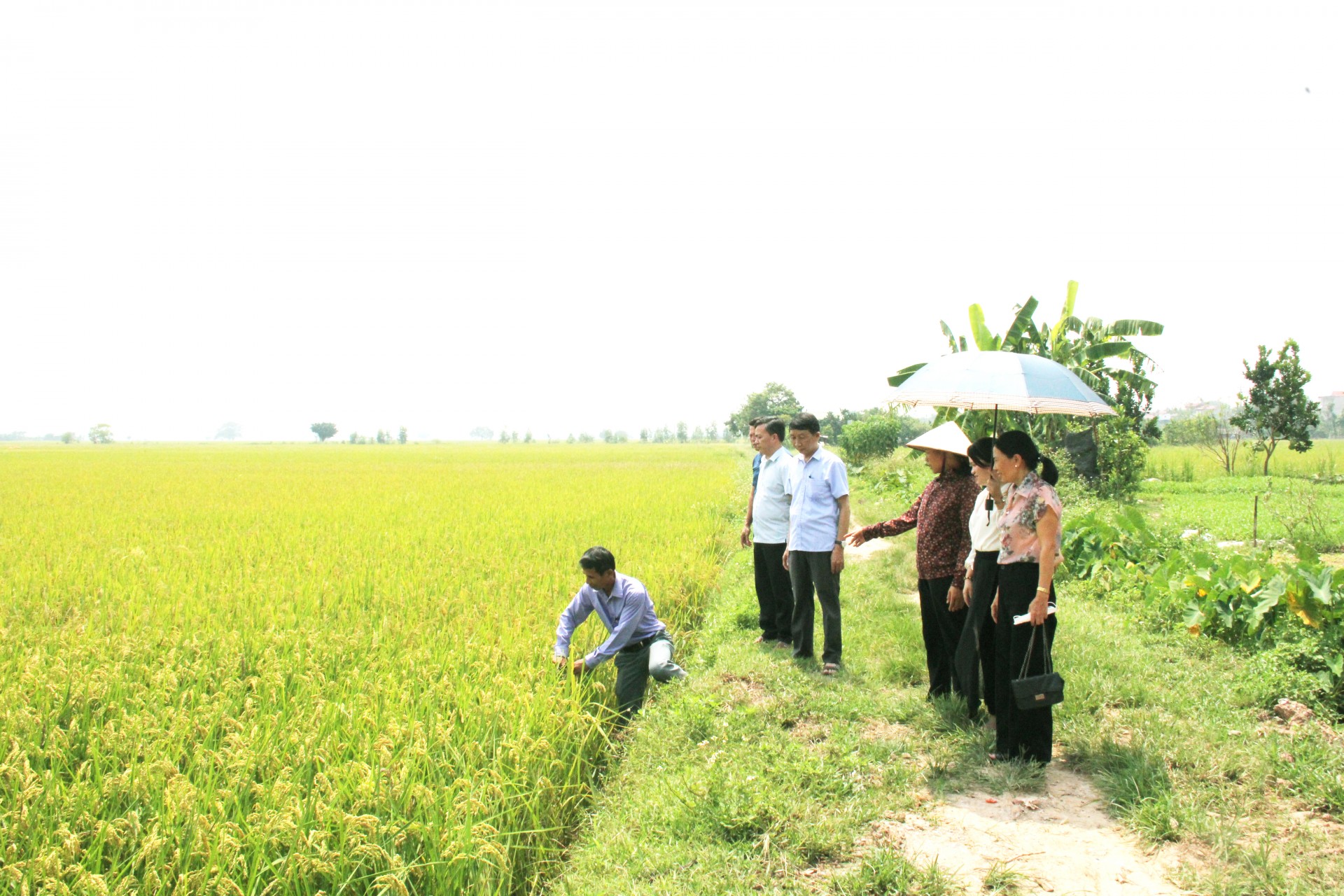 Lúa hữu cơ Đồng Phú cho năng suất và sản lượng cao. 