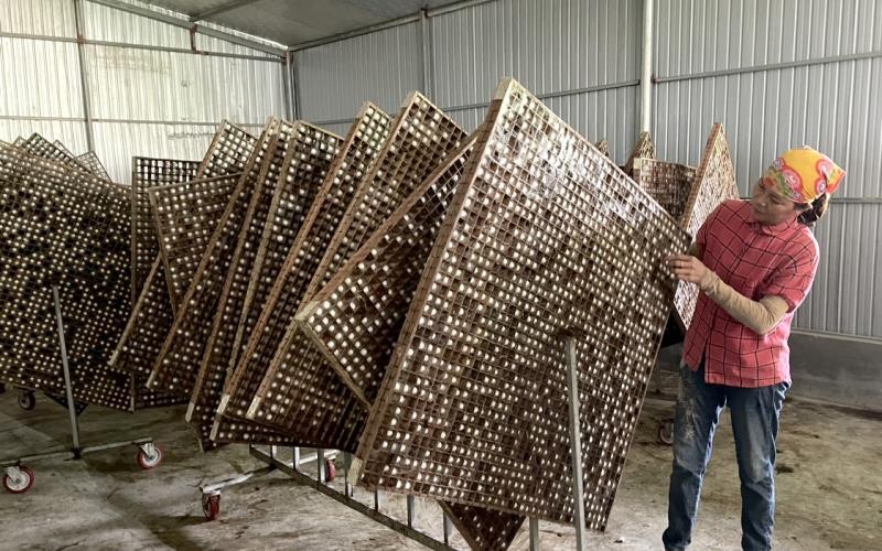 Đổi mới nghề trồng dâu nuôi tằm cho hiệu quả kinh tế cao Đổi mới nghề trồng dâu nuôi tằm cho hiệu quả kinh tế cao