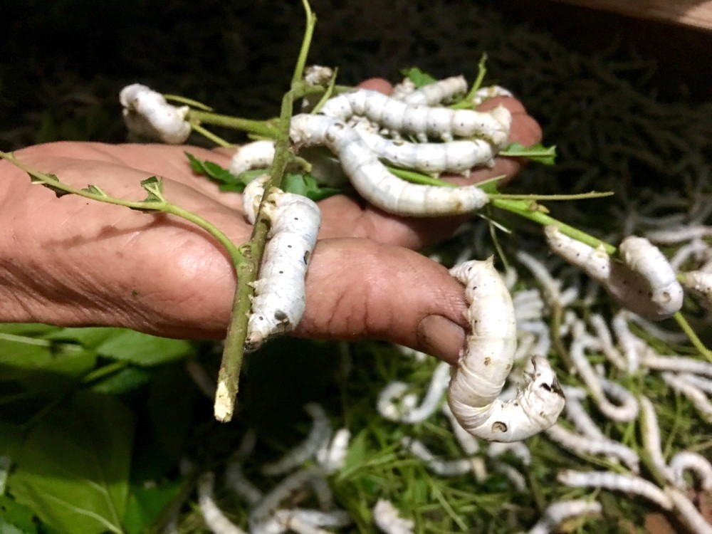 Đổi mới nghề trồng dâu nuôi tằm cho hiệu quả kinh tế cao Đổi mới nghề trồng dâu nuôi tằm cho hiệu quả kinh tế cao