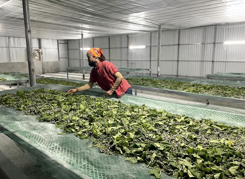 Đổi mới nghề trồng dâu nuôi tằm cho hiệu quả kinh tế cao Đổi mới nghề trồng dâu nuôi tằm cho hiệu quả kinh tế cao