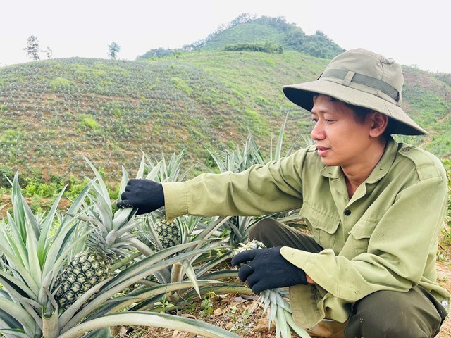 Mạnh dạn chuyển đổi đất đồi trồng dứa ở Hà Giang