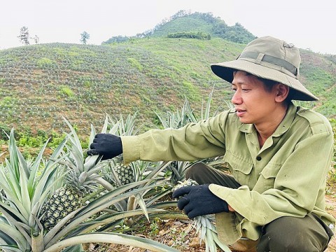 Mạnh dạn chuyển đổi đất đồi trồng dứa ở Hà Giang