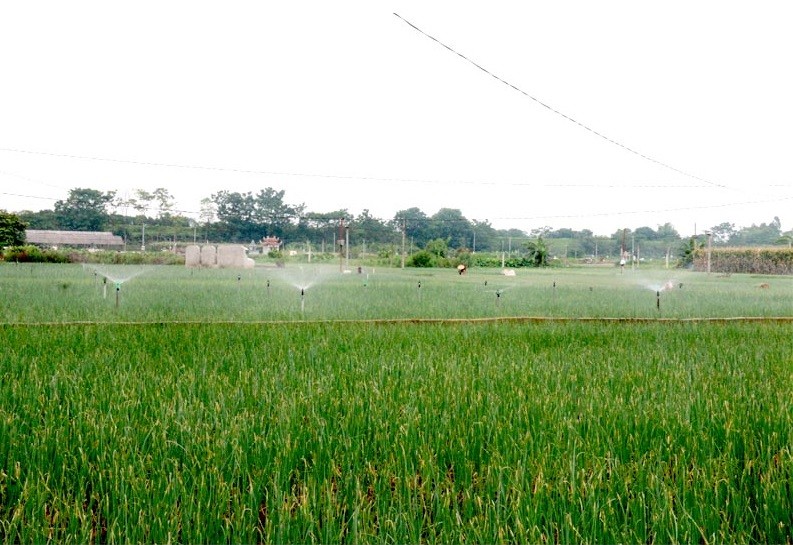 Áp dụng hệ thống tưới nước tự động trong sản phẩm hành hoa xã Võng Xuyên.
