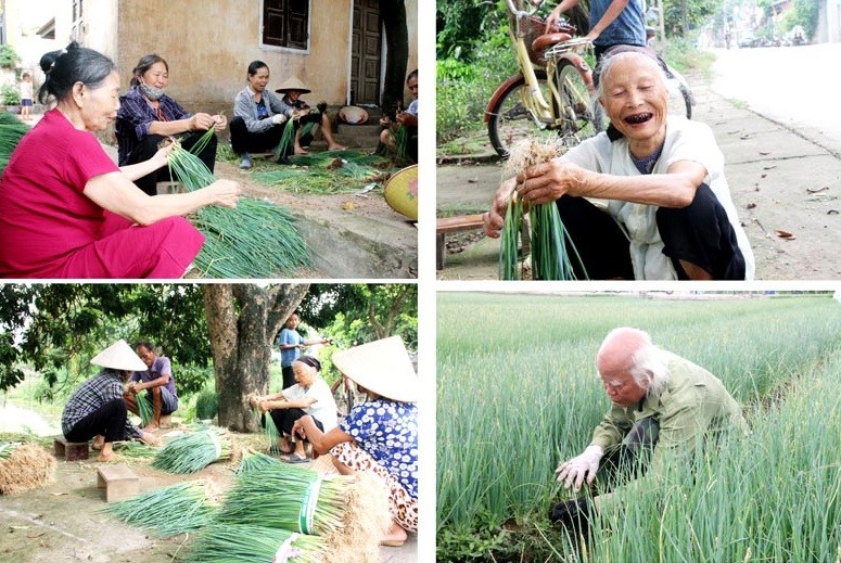 Từ hành hoa mà nhiều hộ nông dân trên địa bàn xã Võng Xuyên đã cải thiện thu nhập, giải quyết được bài toán lao động nhàn rỗi. Từ hành hoa mà nhiều hộ nông dân trên địa bàn xã Võng Xuyên đã cải thiện thu nhập, giải quyết được bài toán lao động nhàn rỗi.