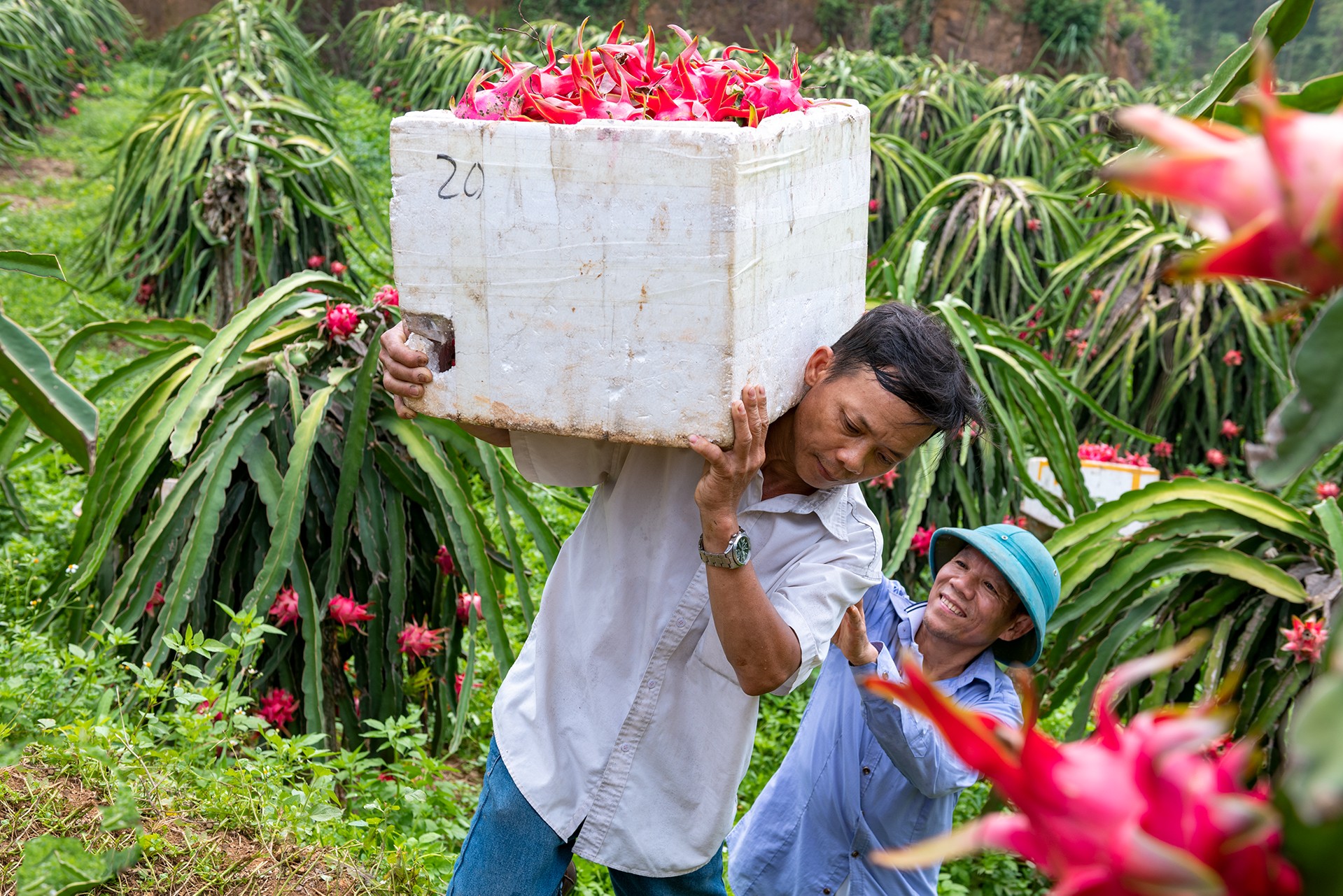 Người trồng thanh long ruột đỏ thu trái ngọt ở Đoan Hùng Người trồng thanh long ruột đỏ thu trái ngọt ở Đoan Hùng