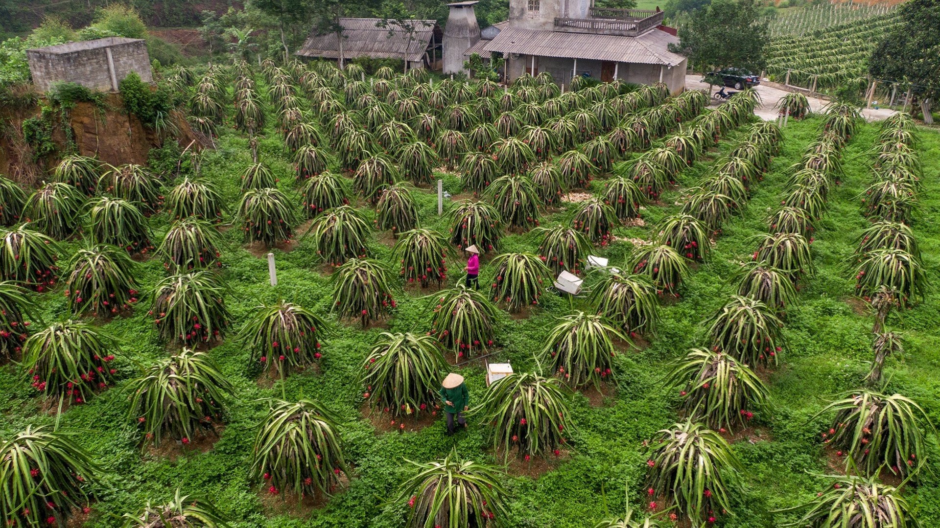 Người trồng thanh long ruột đỏ thu trái ngọt ở Đoan Hùng Người trồng thanh long ruột đỏ thu trái ngọt ở Đoan Hùng