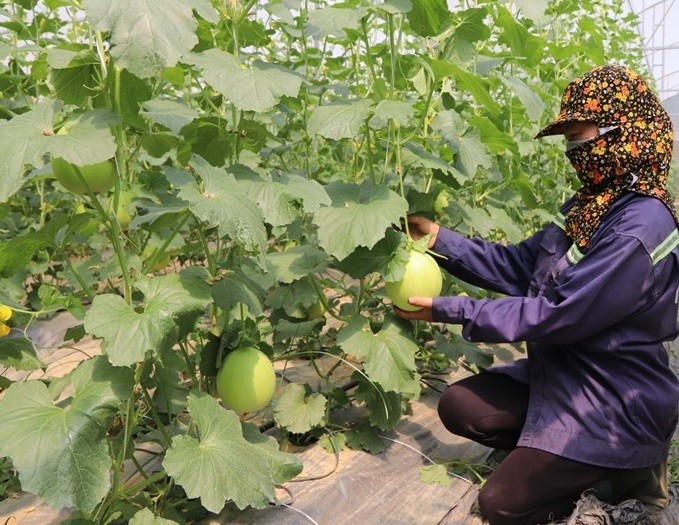 sản phẩm OCOP Dưa vàng Viên Hương xã Định Hòa  sản phẩm OCOP Dưa vàng Viên Hương xã Định Hòa