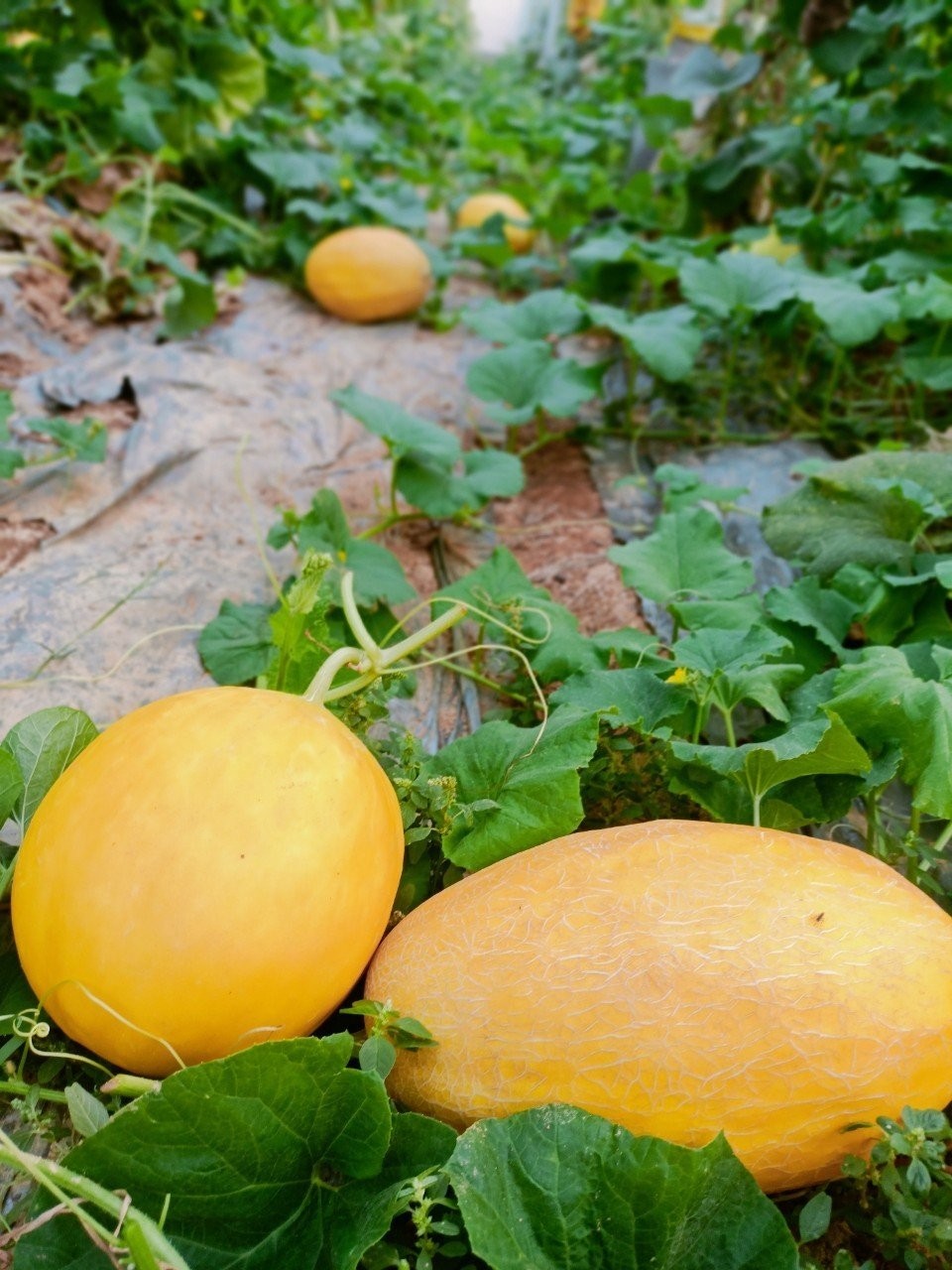 Sóc Sơn: Mô hình nông nghiệp hữu cơ hồi sinh những “vùng đất khó”