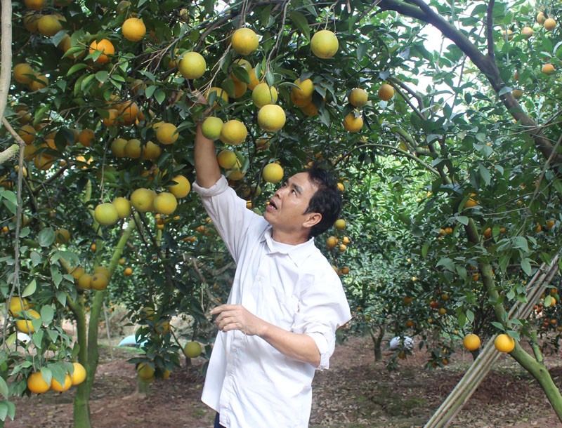 Kiêu Kỵ chuyển dịch cơ cấu kinh tế, tạo đà cho nông thôn mới kiểu mẫu Kiêu Kỵ chuyển dịch cơ cấu kinh tế, tạo đà cho nông thôn mới kiểu mẫu