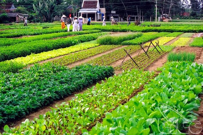 Quảng Nam: Phát huy lợi thế du lịch nông thôn