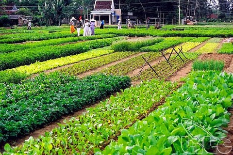 Quảng Nam: Phát huy lợi thế du lịch nông thôn