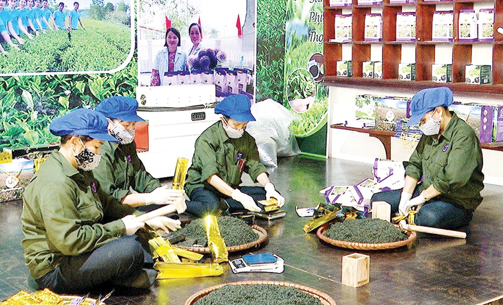 Công nhân Công ty TNHH Đầu tư và phát triển trà UT ở khu 1, xã Vân Lĩnh, đóng gói sản phẩm chè búp tím đặc sản - đạt chuẩn OCOP 4 sao của huyện.