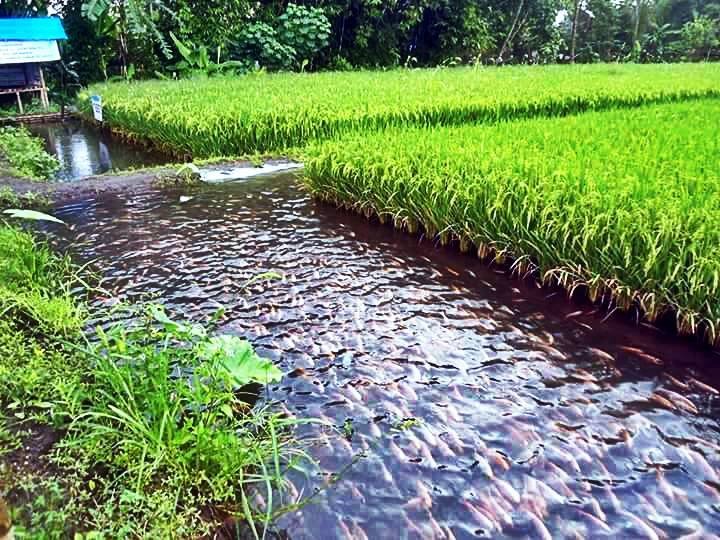 Thanh Hoá: Xây dựng mô hình lúa - cá