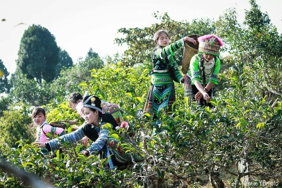 Chè San Tuyết đặc sản nổi tiếng của tỉnh Yên Bái