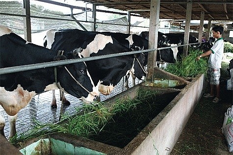 Nhiều mô hình chăn nuôi hiệu quả kinh tế cao ở Sơn Tây