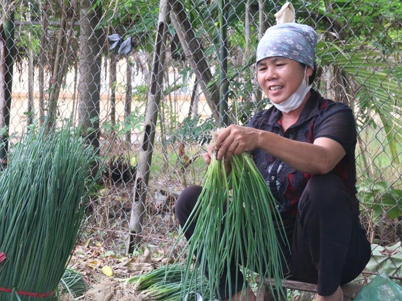 Mô hình trồng hành tại thôn Võng Nội, xã Võng Xuyên