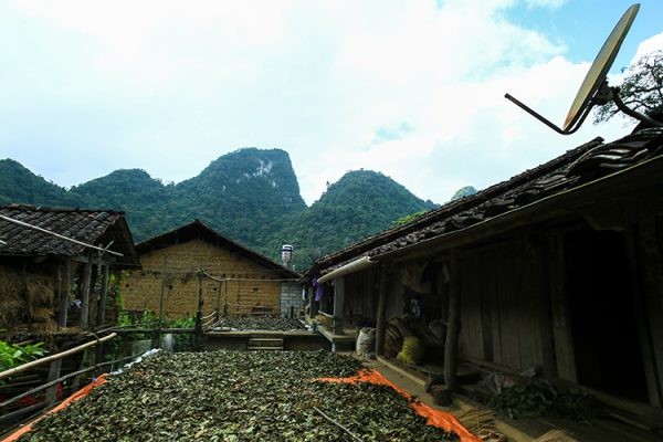 Lá cây bầu hắt được thu hoạch,  phơi khô, nghiền thành bột làm chất kết dính đểlàm keo của Làng Hương Phia Thắp