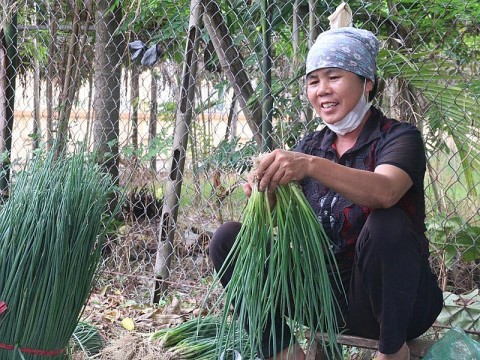 Võng Xuyên (Phúc Thọ): Hiệu quả kinh tế cao từ mô hình trồng hành lá