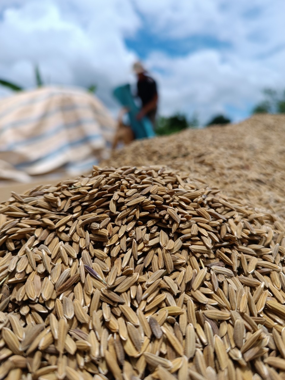 Vùng canh tác lúa tại huyện Ea Súp hội tụ nhiều điều kiện thuận lợi giúp lúa trúng mùa, nông dân kinh doanh được giá Vùng canh tác lúa tại huyện Ea Súp hội tụ nhiều điều kiện thuận lợi giúp lúa trúng mùa, nông dân kinh doanh được giá