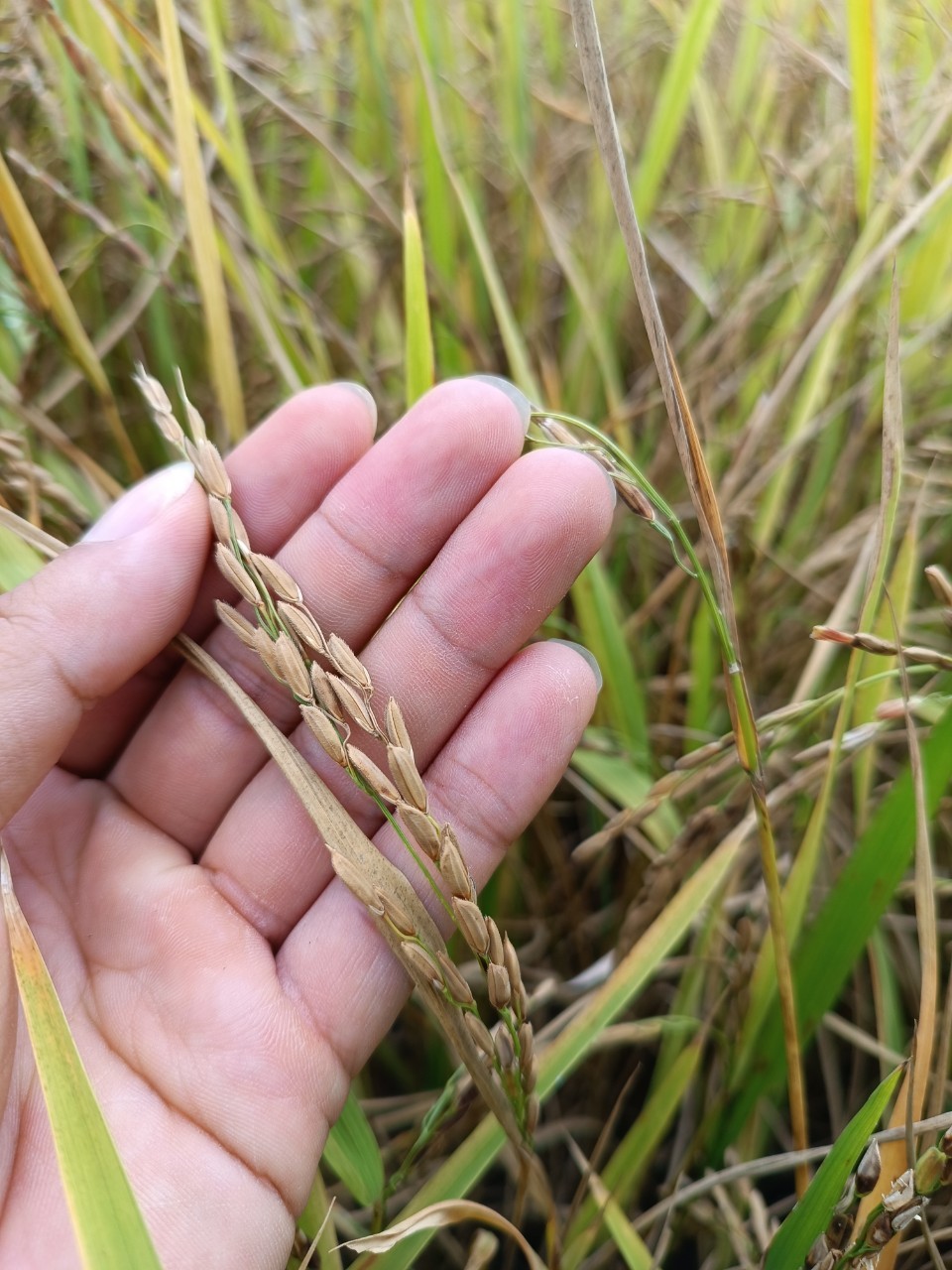 Gạo đen Briết của HTX GNES đạt chứng nhận OCOP 3 sao năm 2021 Gạo đen Briết của HTX GNES đạt chứng nhận OCOP 3 sao năm 2021