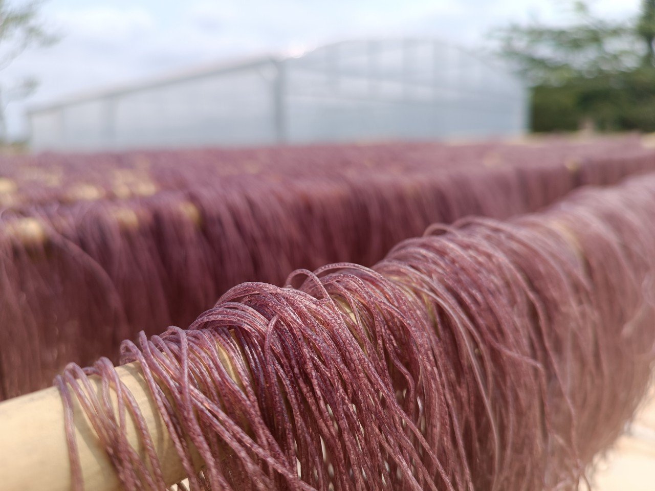 HTX GNES chế biến những sản phẩm từ gạo chất lượng như bún, hủ tiếu,… từ chính nguồn nguyên liệu dồi dào địa phương HTX GNES chế biến những sản phẩm từ gạo chất lượng như bún, hủ tiếu,… từ chính nguồn nguyên liệu dồi dào địa phương