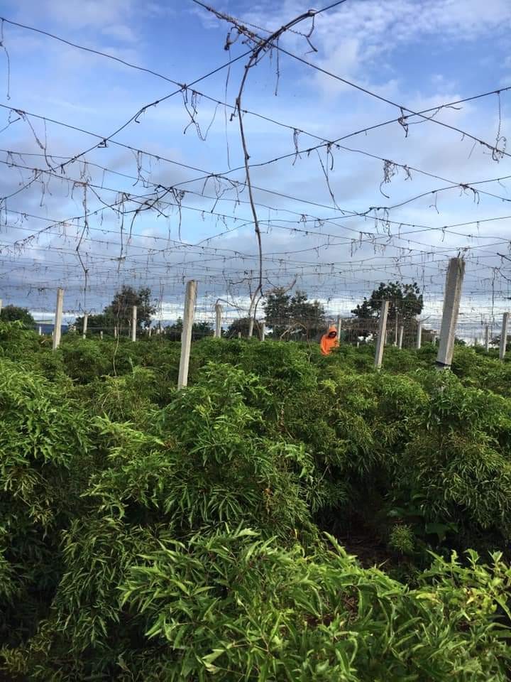 Cô giáo Ngát với trà thảo mộc