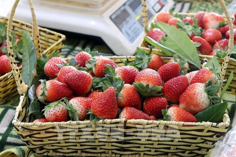 Một số loại trái cây tốt cho mắt, người bị cận thị nên ăn mỗi ngày