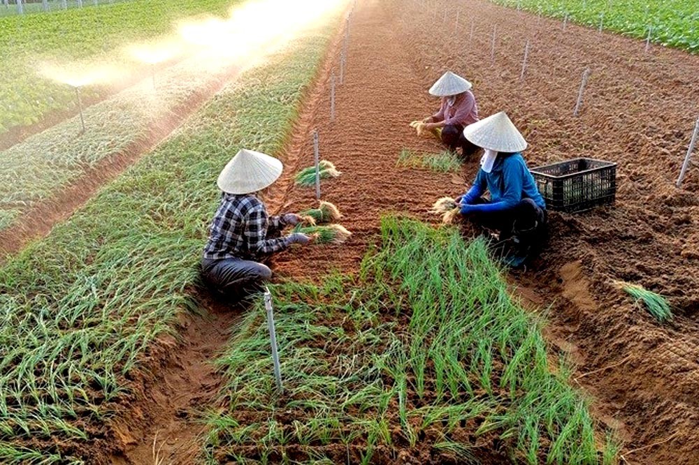 Mục tiêu của chương trình xây dựng nông thôn mới TP Hà Nội là nâng cao đời sống thu nhập cho bà con nông thôn. Mục tiêu của chương trình xây dựng nông thôn mới TP Hà Nội là nâng cao đời sống thu nhập cho bà con nông thôn.
