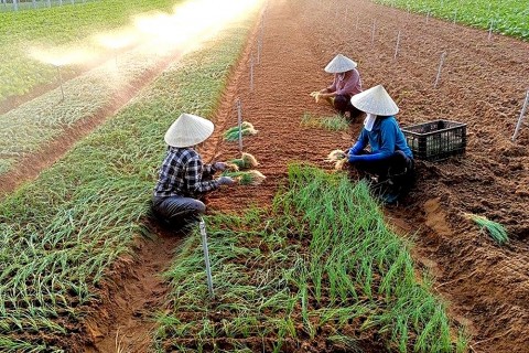 ha noi xay dung nong thon moi hai hoa giua truyen thong va hien dai