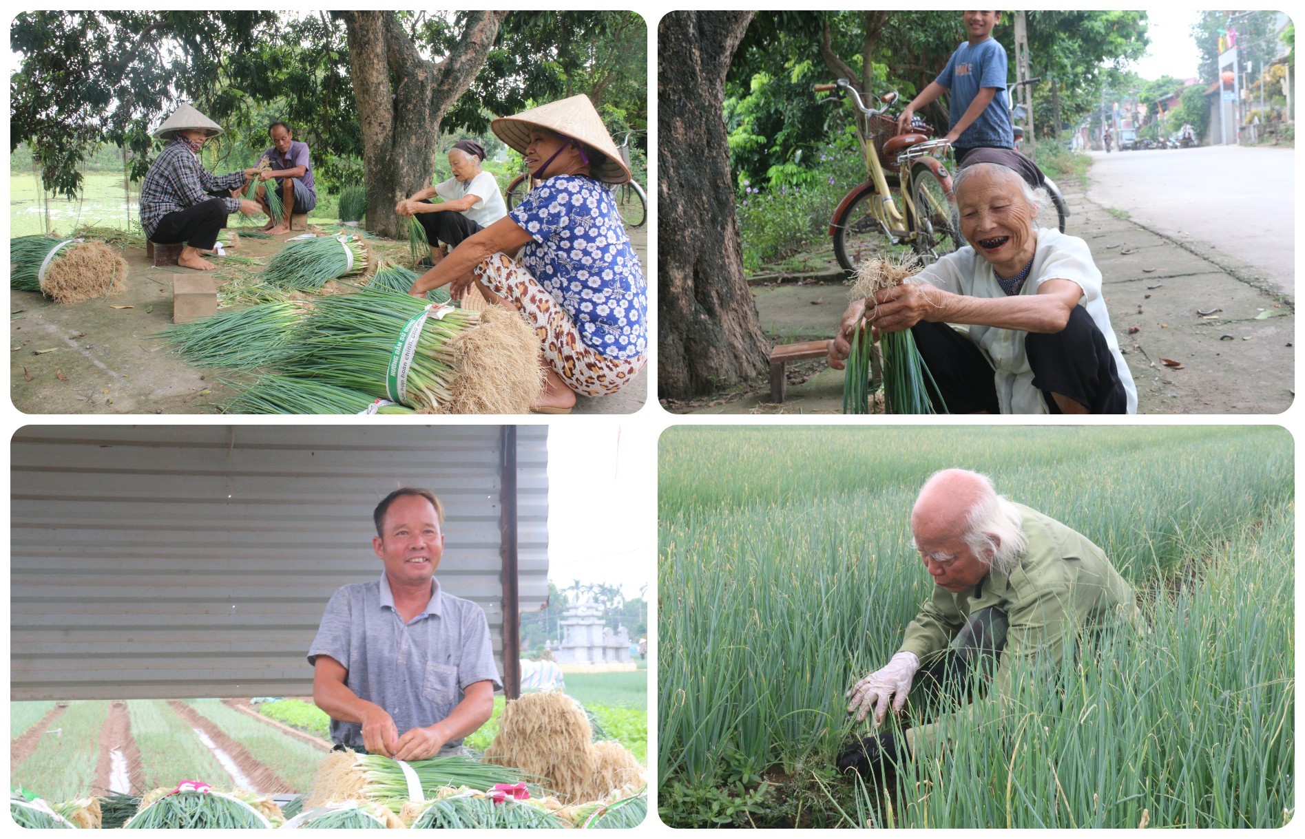 Đến với Võng Xuyên, thấy rõ không khí tất bật của một làng nông nghiệp “nhiều việc”. Đến với Võng Xuyên, thấy rõ không khí tất bật của một làng nông nghiệp “nhiều việc”.
