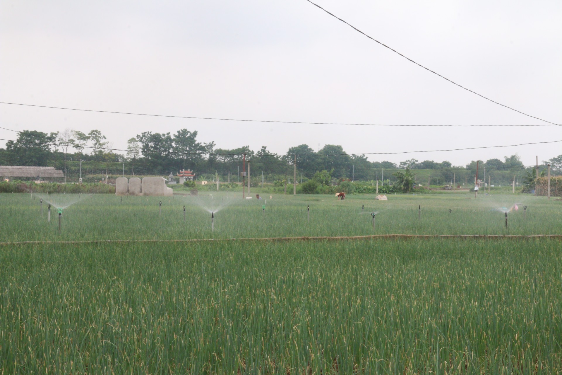 Nhiều hộ dân Nhiều hộ dân