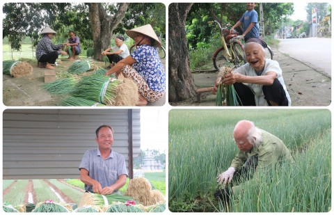 Hiệu quả từ mô hình trồng hành lá tại Võng Xuyên