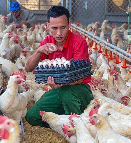 Nuôi gà công nghệ cao mang lại thu nhập hàng tỉ đồng mỗi năm