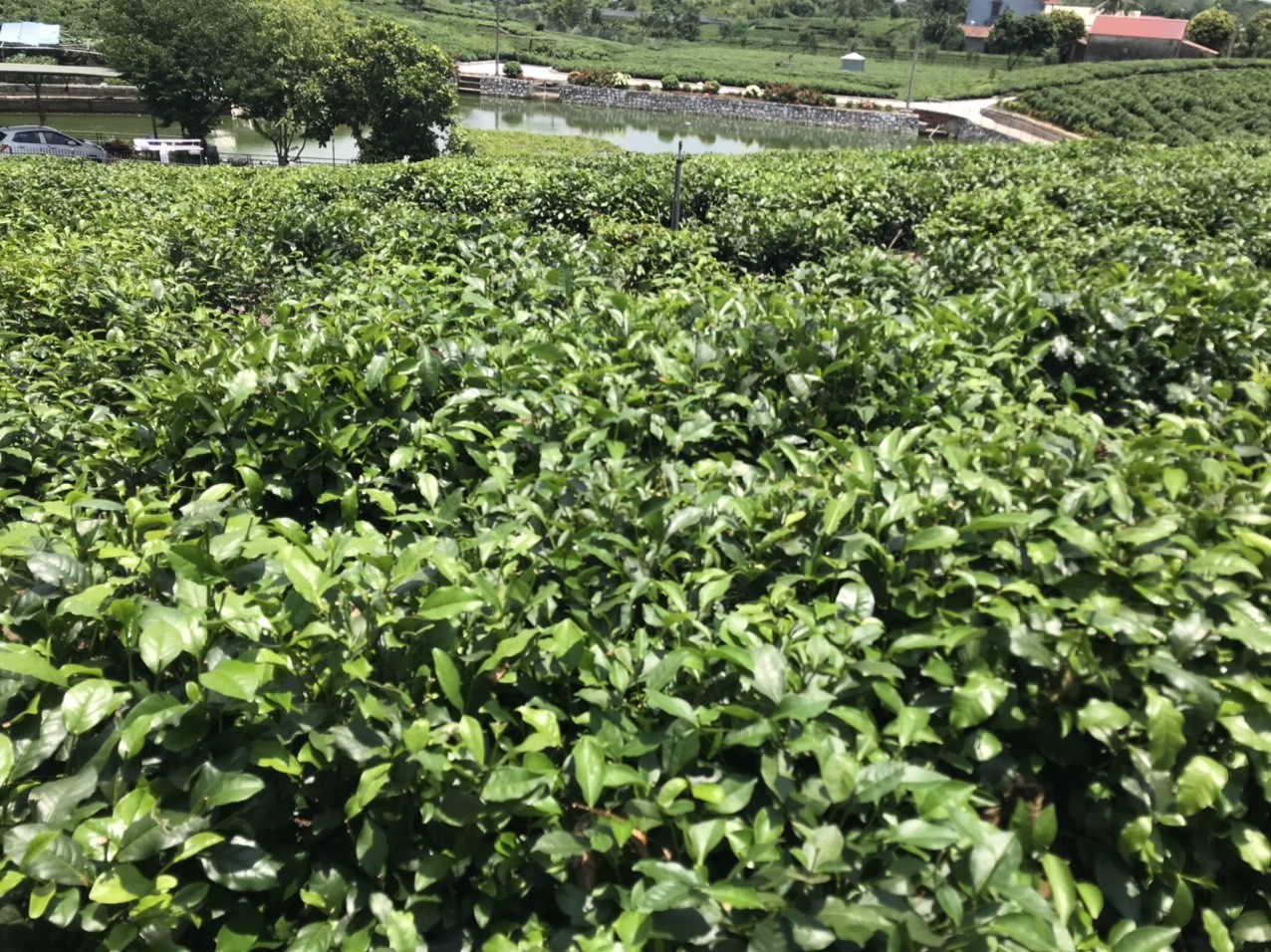 Hợp tác xã Trà và Du lịch cộng đồng Tiến Yên mô hình cần nhân rộng Hợp tác xã Trà và Du lịch cộng đồng Tiến Yên mô hình cần nhân rộng