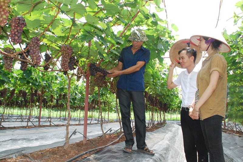 Mô hình trồng nho hạ đen tại xã Đan Phượng (huyện Đan Phượng) thu hút khách du lịch tới tham quan và trải nghiệm. Ảnh: Ánh Ngọc Mô hình trồng nho hạ đen tại xã Đan Phượng (huyện Đan Phượng) thu hút khách du lịch tới tham quan và trải nghiệm. Ảnh: Ánh Ngọc