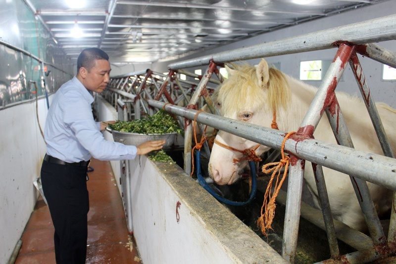 Làng chăn nuôi ngựa bạch ở xã Dương Thành - một trong bốn xã vừa hoàn thành các tiêu chí xây dựng xã nông thôn mới nâng cao của huyện Phú Bình