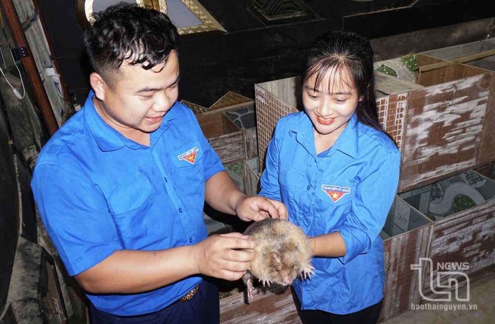 Thái Nguyên: Nhiều mô hình kinh tế hiệu quả với phong trào thanh niên lập nghiệp